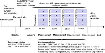 Effects of Body Position and Hypovolemia on the Regional Distribution of Pulmonary Perfusion During One-Lung Ventilation in Endotoxemic Pigs